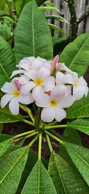Plumeria Cutting "22" Two-Tips Exotic & Tropical White and Yellow, Ready to Root - Image 1 of 4