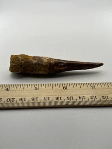"Fósil de dinosaurio dientes Spinosaurus 4"" antes de T Rex Cretácico Q14" - Imagen 1 de 4
