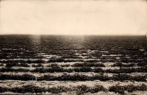 POSTKARTE RPPC ABSCHNITT DES WEIDELANDES WIRD NACH LUFZERNE WYOMING - Bild 1 von 2