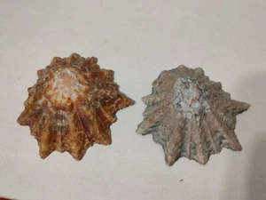 Conchiglia Shell Patella CYMBULA OCULUS Gigante set di 2 pezzi Sud Africa - Foto 1 di 4