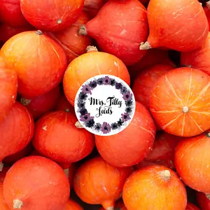 HOKKAIDO Kürbis RED KURI 10 Samen cucurbita maxima aus biologischem Anbau - Bild 1 von 3