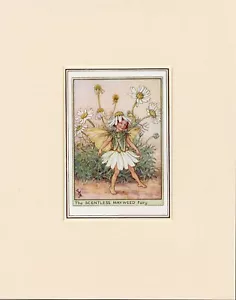 SCENTLESS MAYWEED FLOWER FAIRY Original 1940 Cecily Mary Barker Print Mounted - Picture 1 of 1