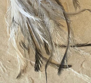 500 plus EMU Body Feathers, EARRINGS FLY FISHING, MILLINERY, CRAFT - Bild 1 von 10