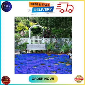 20000+ Magic Blue Creeping Thyme Seeds for Planting Ground Cover Plants Heirloom - Picture 1 of 6