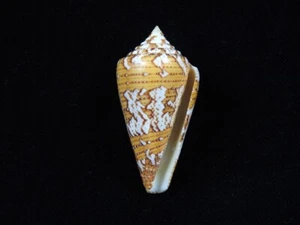 Sea Shell Conus cedonulli 47,7 mm ID#8890 - Imagen 1 de 5