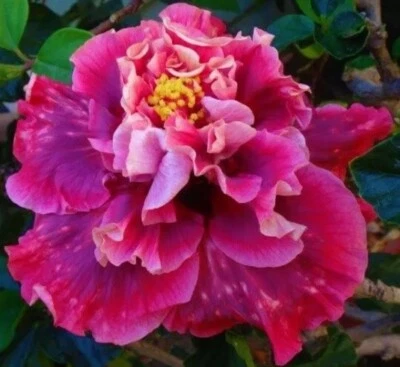 MAGNIFIQUE**PEQUEÑA Planta INICIADORA de Hibisco Tropical Exótica enraizada Foto 1 de 3