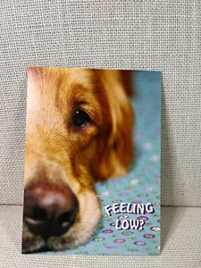 Tarjeta de felicitación Guiding Eyes for the Blind Dog Face, Feeling Low Get Well Soon - Imagen 1 de 6