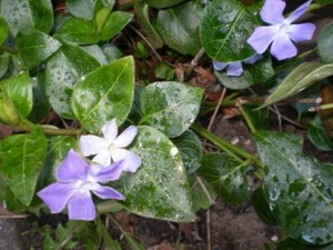 2 ORGANIC NORFOLK PERIWINKLE VINCA MAJOR, SHADE LOVING PLANT - Picture 1 of 3