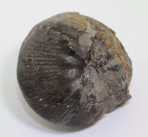 Ammonite, Valanginites wilfridi, gesso, Valangin, Twiehausen, Germania -L76 - Foto 1 di 9