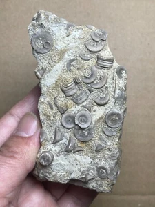 Espécimen de roca geológica crinoide período Devónico 177 g - Imagen 1 de 17