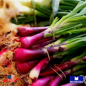 Onion Seeds Bunching Red Beard Vegetable Heirloom Non-GMO - Picture 1 of 3