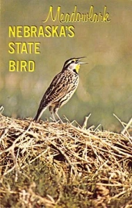 Postkarte NE: Nebraska State Bird, westliche Wiesenlerche, unverpostet - Bild 1 von 2