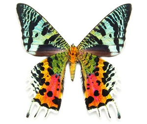 Urania ripheus Sunset Moth Madagascar Butterfly Real Insect Unmounted USA - Picture 1 of 3