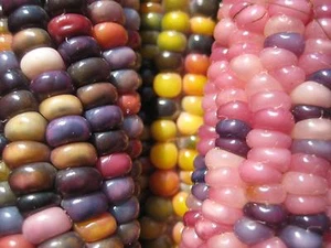 Glass Gem Corn - 25+ seeds - Exclusive and Fine! Zm 001 - Picture 1 of 2