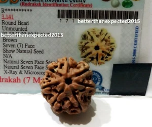 7 Mukhi Rudraksha / Seven Face Rudraksh Nepal Bead Lab Certified- 18-20 MM - Picture 1 of 3