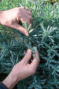 SAMEN Ein tolles Küchengewürz der gelb blühende und toll duftende Currystrauch - Bild 1 von 1