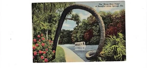 Silver Springs, Florida Vintage Leinen Postkarte / Hufeisenpalme - Bild 1 von 2
