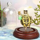 Q18a GAFF Taxidermy Oddities Curiosities Baby Turtle w Skull face dome display