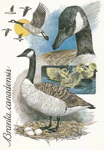 POSTCARD DUCKS - Bild 1 von 2