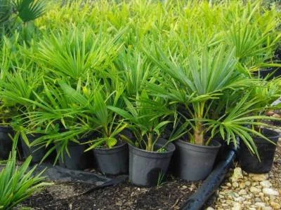 PLANTAS: 2 PALMERAS PALMERAS VARIADAS ENTRE 30/90 CMS. - Imagen 1 de 3