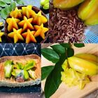Ceylon Star Fruit Averrhoa Heirloom Carambola Seeds Exotic  Easy Grow 20 Seeds