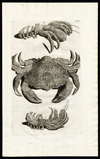 Antique Print-MUDMAN-LOPHOZOZYMUS-CRAB-CANCER-Rumphius-Maria Sybilla Merian-1741