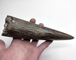 Rare fossil Stegodon Tusk 619g Java Indonesia - Picture 1 of 6