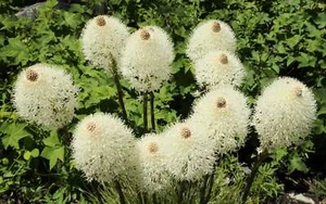 100 BEAR GRASS aka BEAR LILY Beargrass Ornamental Xerophyllum Tenax Flower Seeds - Picture 1 of 11
