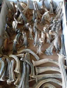 12 Real Pumpkin Stems Dried Naturally 2"- 6" Long For Velvet Pumpkin Crafts ๐ - Picture 1 of 7