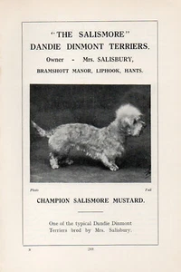 DANDIE DINMONT TERRIER ALTER VINTAGE 1934 BENANNTER HUND DRUCKSEITE "SALISMORE KENNELS" - Bild 1 von 1