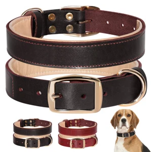 Hundehalsband Leder Gepolsterter Lederhalsband Für Mittlere Große Hunde Pitbull - Bild 1 von 16