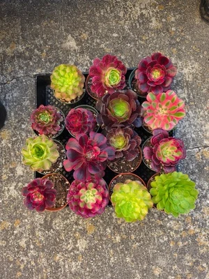 Imported  aeonium 15 pcs at least 10 diff varieties - Image 1 of 4
