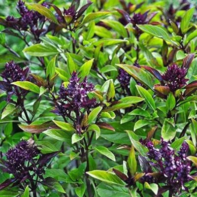 Siam Queen Thai Basil Seeds, NON-GMO, Clove Scent & Flavor, Best Thai, FREE SHIP - Image 1 of 2