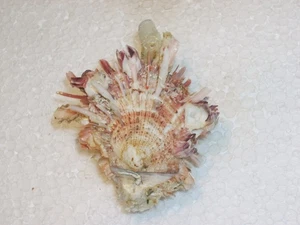 SPONDYLUS SP. WITH VULSELLA ATTACHEMENT - Picture 1 of 3