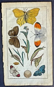 Rare 1797 Wilhelms 5 TROPICAL BUTTERFLIES + STAGES Hand-Colored Copper Plate #7 - Picture 1 of 4
