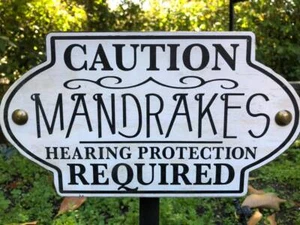Caution Mandrakes, High Quality, Solid Wood and Paint Rustic Sign - Picture 1 of 11
