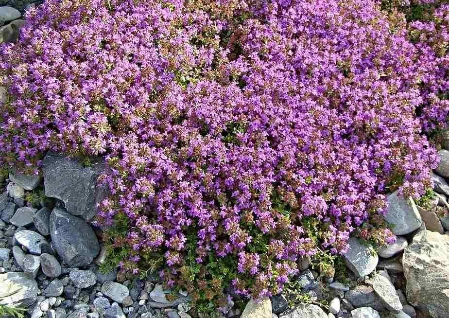 Sand-Thymian, Feld-Thymian Samen, Bodendecker mit kissenartigem Wuchs, - Bild 1 von 2