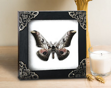 Moth Real Collection Display Taxidermy Insect Bug Wall Hanging Decor Gift