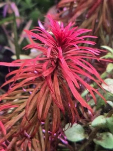 Aquatic Plant Pack (RARE MIX) - Picture 1 of 11