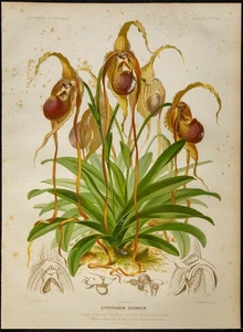1886 - Venushuf mit langen Spitzen (Orchidee) - Botanik, Farbtafel - Bild 1 von 3