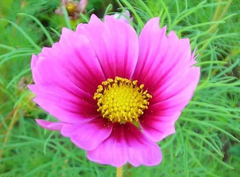 SEEDVILLE USA 150 Pink COSMOS RADIANCE Bipinnatus Flower Seeds