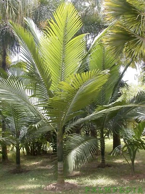 12 Kentiopsis Oliviformis palm tree seeds + Free Gift - Image 1 of 3