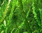 ANTI ALGEN SET 25 WASSERPFLANZEN + 15 SCHWIMMPFLANZEN, Aquariumpflanzen +