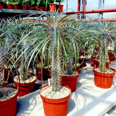 RARE (Pachypodium geayi) MADAGASCAR PALM TREE SEEDS Succulent Cacti Cactus Plant - Image 1 of 4