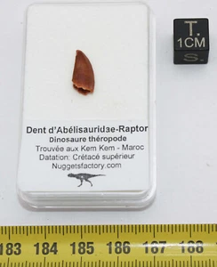 Dente di Dinosauro Abelisauridae-Raptor (Marocco - 1.36 Centimetri - 002 **) - Picture 1 of 8