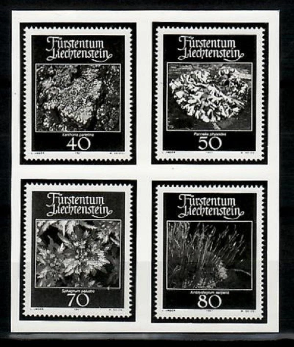 Фотоэссе, растение, мох и лишайник Лихтенштейн Sc714-7. - Изображение 1 из 1