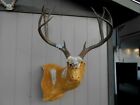 TALL BOXY 175 2/8 GROSS 173 4/8 NET 5x5 MULE DEER RACK antlers whitetail sheds