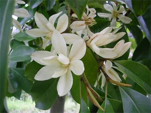 Michelia Macclurei Rare Magnolia Tree, 8 Seeds Fragrant Evergreen Tree - Picture 1 of 3