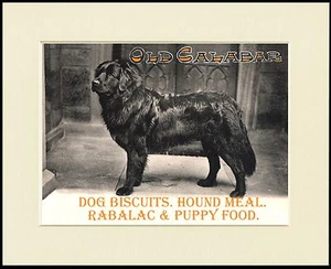 NEWFOUNDLAND GREAT DOG FOOD ADVERT PRINT MOUNTED READY TO FRAME - Picture 1 of 1