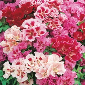 GODETIA WHITNEYI - DOBLE MEZCLA AZALEA (3000 SEMILLAS) - Imagen 1 de 8